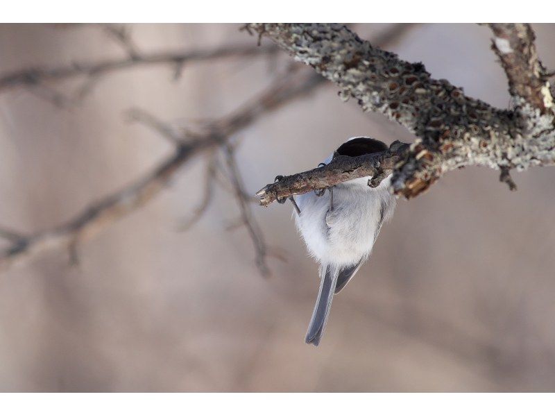 【栃木・奥日光】野鳥の楽園・奥日光でバードウォッチング教室♪【初心者歓迎！季節ごとのいいトコロへご案内！】の紹介画像