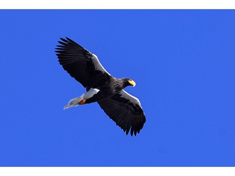 【栃木・奥日光】野鳥の楽園・奥日光でバードウォッチング教室♪【初心者歓迎！季節ごとのいいトコロへご案内！】の紹介画像