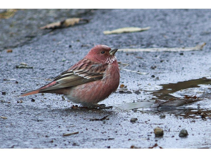 【栃木・奥日光】野鳥の楽園・奥日光でバードウォッチング教室♪【初心者歓迎！季節ごとのいいトコロへご案内！】の紹介画像
