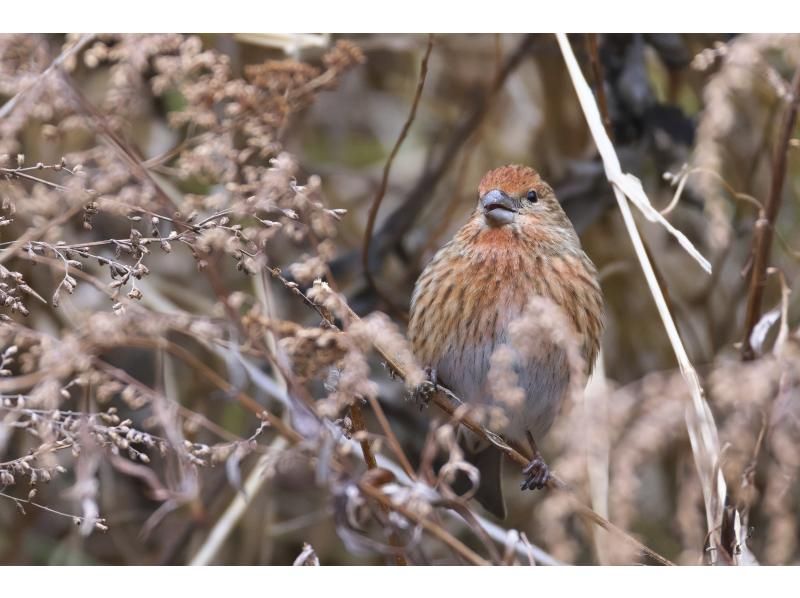 【栃木・奥日光】野鳥の楽園・奥日光でバードウォッチング教室♪【初心者歓迎！季節ごとのいいトコロへご案内！】の紹介画像