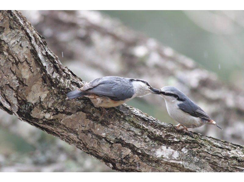 栃木・奥日光】野鳥の楽園・奥日光でバードウォッチング教室♪【初心者