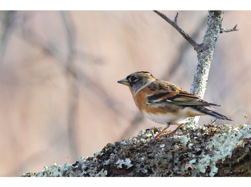 【栃木・奥日光】野鳥の楽園・奥日光でバードウォッチング教室♪【初心者歓迎！季節ごとのいいトコロへご案内！】の紹介画像