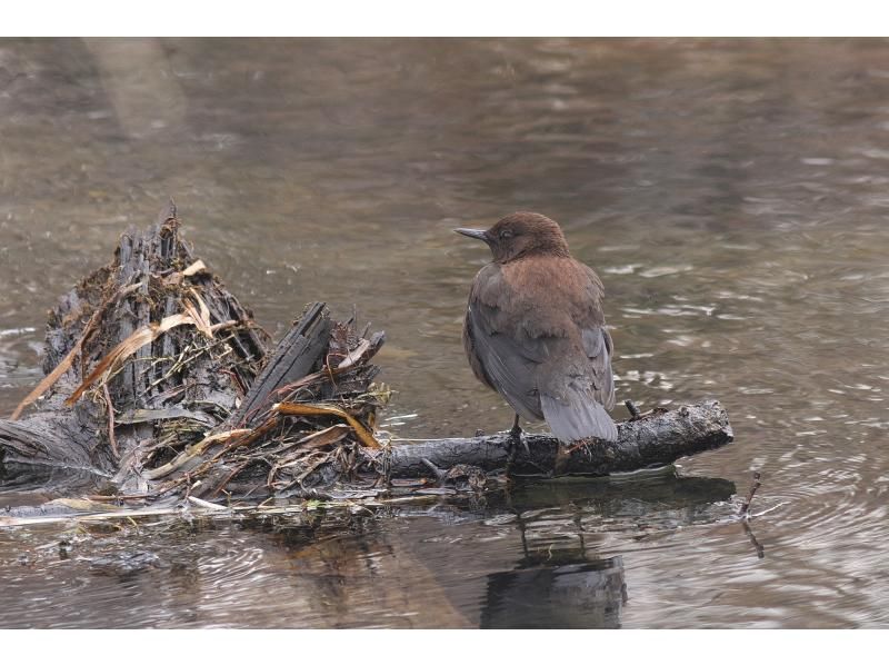 【栃木・奥日光】野鳥の楽園・奥日光でバードウォッチング教室♪【初心者歓迎！季節ごとのいいトコロへご案内！】の紹介画像