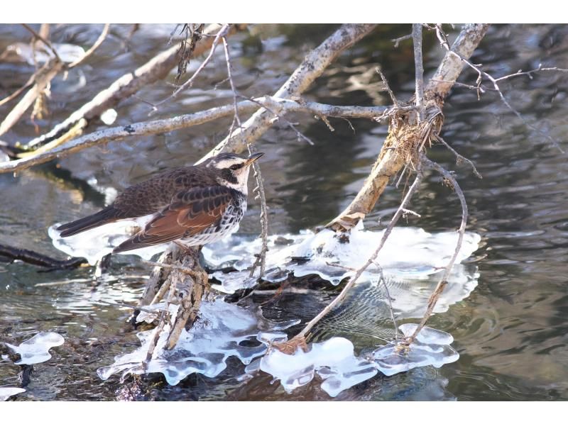【栃木・奥日光】野鳥の楽園・奥日光でバードウォッチング教室♪【初心者歓迎！季節ごとのいいトコロへご案内！】の紹介画像