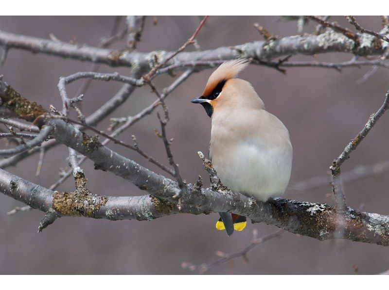 栃木・奥日光】野鳥の楽園・奥日光でバードウォッチング教室♪【初心者