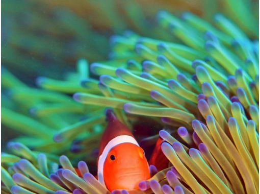 コロナに負けるな宮古島 ウミガメ ニモ サンゴ礁 全部見れちゃうシュノーケリングよくばりプラン 初心者大歓迎 カメラ付き 写真プレゼント アクティビティジャパン