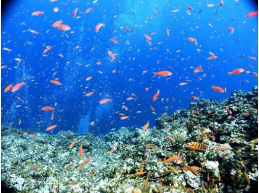 コロナに負けるな宮古島 ウミガメ ニモ サンゴ礁 全部見れちゃうシュノーケリングよくばりプラン 初心者大歓迎 カメラ付き 写真プレゼント アクティビティジャパン コロナに負けるな宮古島 ウミガメ ニモ サンゴ礁 全部見れちゃうシュノーケリングよくばりプラン 初心者大歓迎 カメラ付き 写真プレゼント アクティビティジャパン