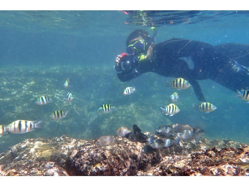 【四国・徳島】熱帯魚の楽園　無人島シュノーケリング☆参加の皆さんの水中写真もプレゼント！初めてでも楽しめる！の紹介画像