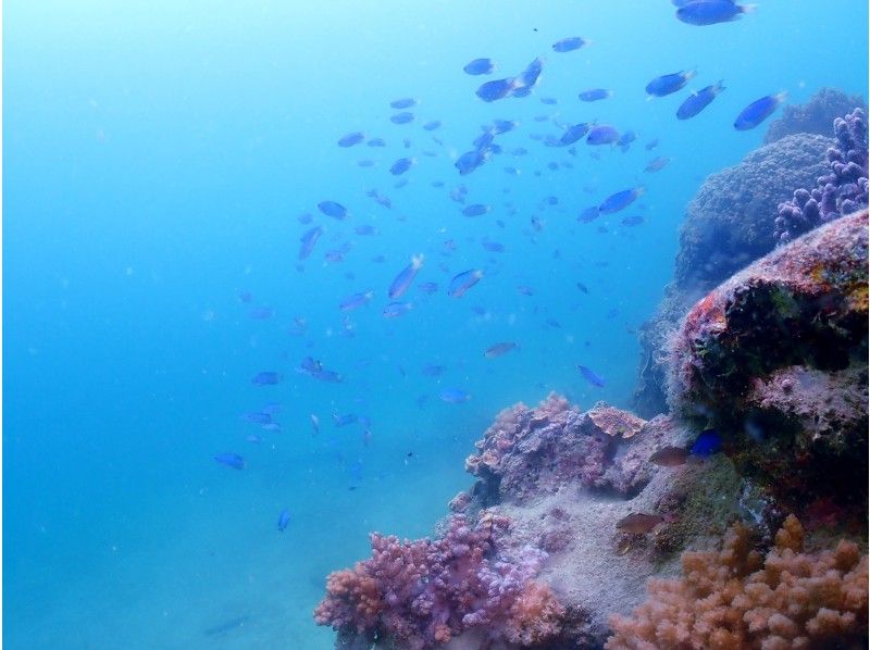 四国 徳島 無人島シュノーケリング 熱帯魚の楽園で海を満喫 お一人でも お友達やグループでも ご家族でも楽しめる アクティビティジャパン