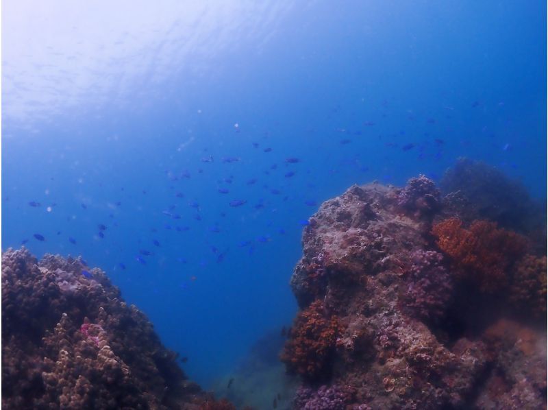 【四国・徳島】熱帯魚の楽園　無人島シュノーケリング☆参加の皆さんの水中写真もプレゼント！初めてでも楽しめる！の紹介画像