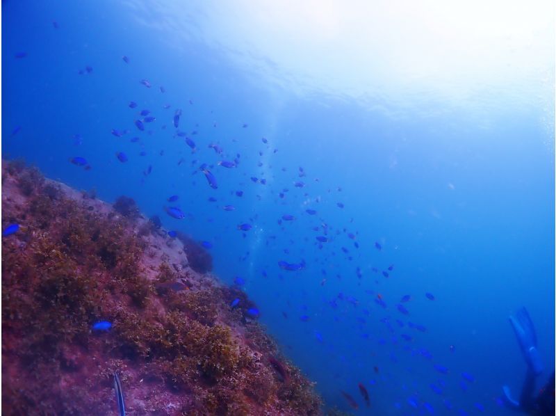 【四国・徳島】熱帯魚の楽園　無人島シュノーケリング☆参加の皆さんの水中写真もプレゼント！初めてでも楽しめる！の紹介画像