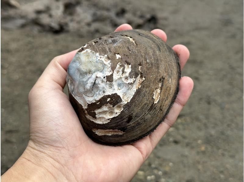 【石垣島・早朝ツアー】SUPorカヤック体験‼️熱帯雨林の自然を颯爽♪〈不思議な海の森マングローブを〉写真付き‼️シャワー更衣室完備‼️