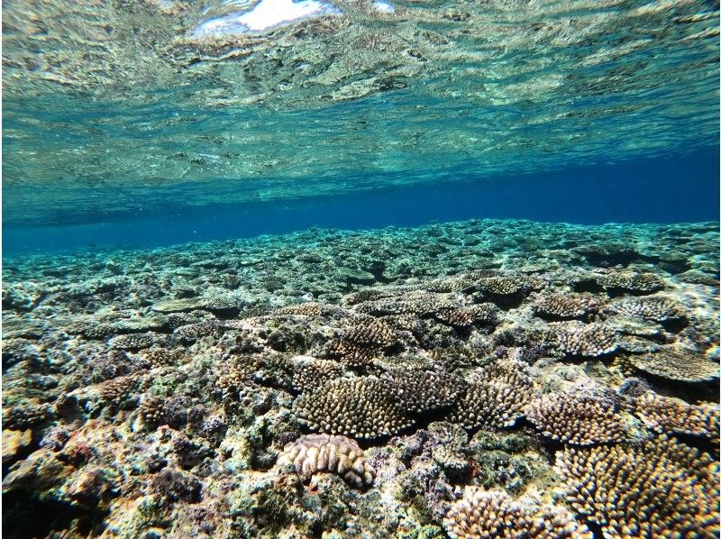 【石垣島】家族にお得✨最大6種類のアクティビティ組み合わせて遊べる‼️〔シュノーケル・カヌー・SUP・滝遊び等〕半日or1日体験！写真無料！の紹介画像