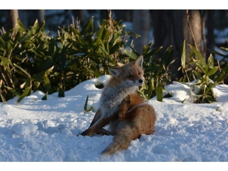 【知床】看冬季動物の紹介画像
