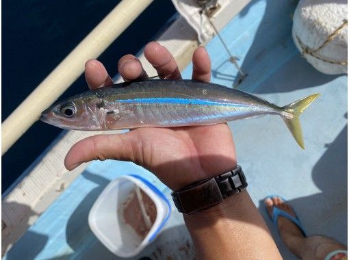 沖縄県 石垣島 五目釣りで たくさんの種類の派手な魚を釣っちゃおう 1日 アクティビティジャパン