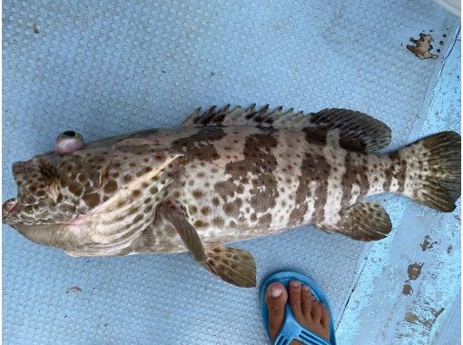 沖縄県 石垣島 五目釣りで たくさんの種類の派手な魚を釣っちゃおう 1日 アクティビティジャパン