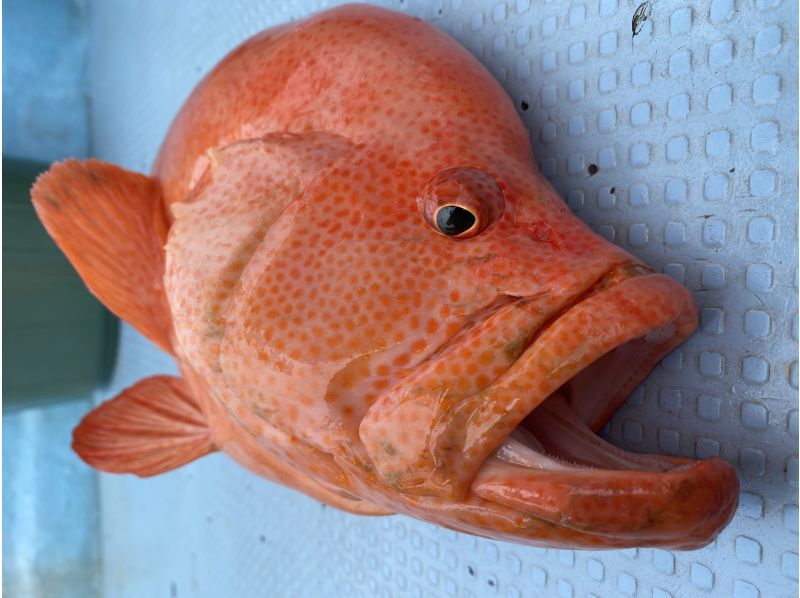 【石垣島・7.5時間】狙うは高級魚！！初心者も船長が完全サポート！1日船釣りコース【レンタル無料・手ぶらでOK・居酒屋手配】の紹介画像
