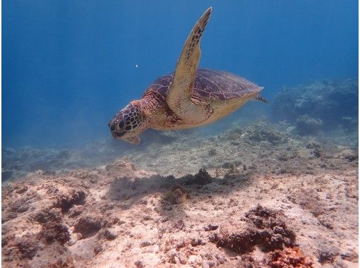 【沖縄・座間味村・阿嘉島・90分】慶良間諸島［世界が恋する海］の海亀シュノーケル☆ビーチエントリー☆写真データ＆レンタル無料