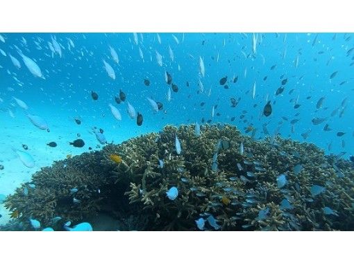 【沖縄・座間味村・阿嘉島・90分】慶良間諸島［世界が恋する海］の海亀シュノーケル☆ビーチエントリー☆写真データ＆レンタル無料