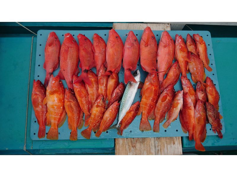 [Wakayama/Susami town [ride]] Rockfish, Tenya fishing! Aim for sea bream and grouper!の紹介画像