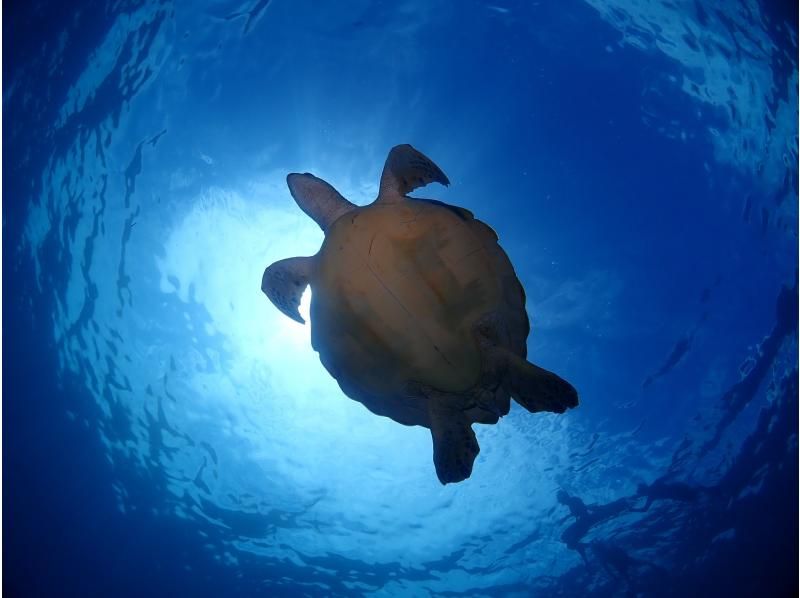 [Ishigaki Island, 3 hours] Recommended for those who are worried about their physical strength! We will guide you on a boat to go snorkeling with sea turtles! Encounter rate of over 90% for 10 consecutive years! [Equipment and photography are free]の紹介画像