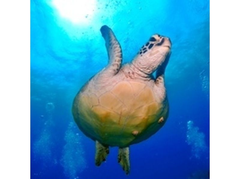 [Ishigaki Island, 3 hours] Landing on the phantom island & snorkeling with sea turtles - A dream time to swim with sea turtles with an encounter rate of over 90%! [Free equipment rental & photo data]の紹介画像
