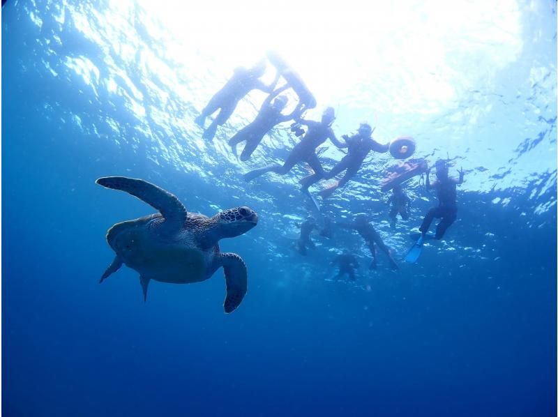 【石垣島・3時間】体力が心配な方にもオススメ！船でウミガメシュノーケリングへご案内！10年連続90％以上の遭遇率！の紹介画像