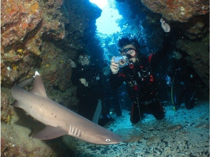 【那覇発⇒慶良間諸島】★写真動画無料・3か所周遊 ・レンタル込み本物の慶良間体験ダイビング＆スノーケリング+★月～3月ホエールウォッチング付の紹介画像