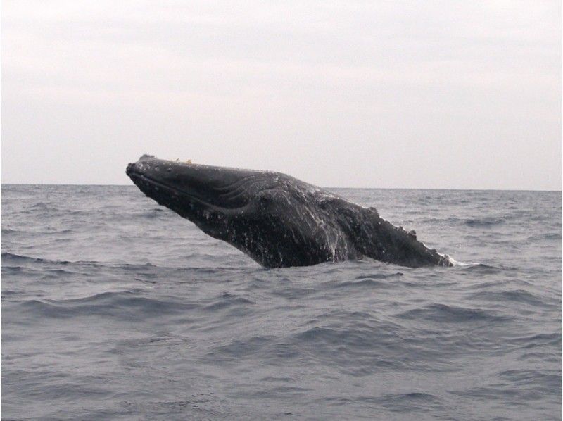 [Departing from Naha ⇒ Kerama Islands] ★Free photos and videos・Tour of 3 locations・Rental included Authentic Kerama experience Diving & Snorkeling + ★Mon-Mar Whale watching includedの紹介画像