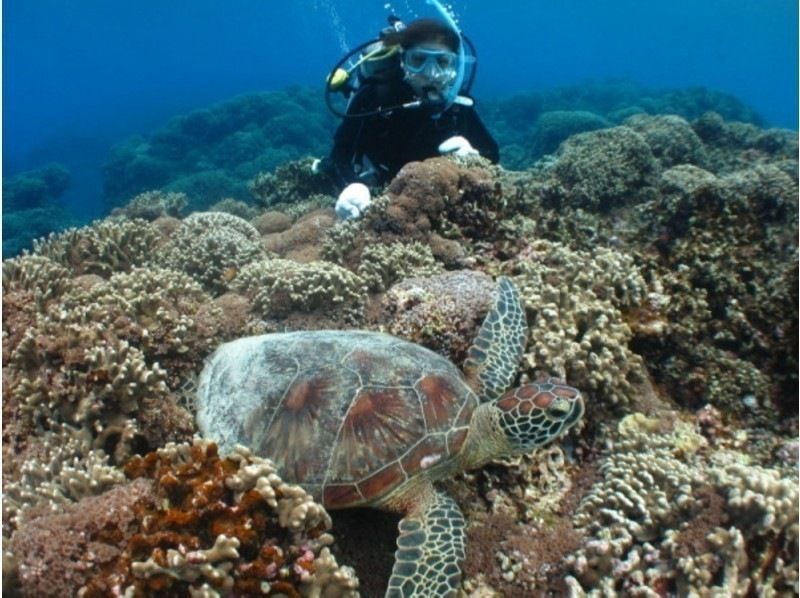 [케라마쇼토· 3 개 주유 ★ 사진 첨부] 보장인가! 거북이 관찰 체험 다이빙 & 스노클링 ※ 1 ~ 3 월 고래 서비스の紹介画像