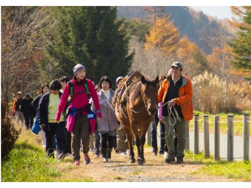 【長野・木曽開田高原】木曽馬ふれあいウォーキングの紹介画像