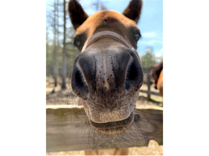 【長野・木曽開田高原】木曽馬ふれあいウォーキングの紹介画像