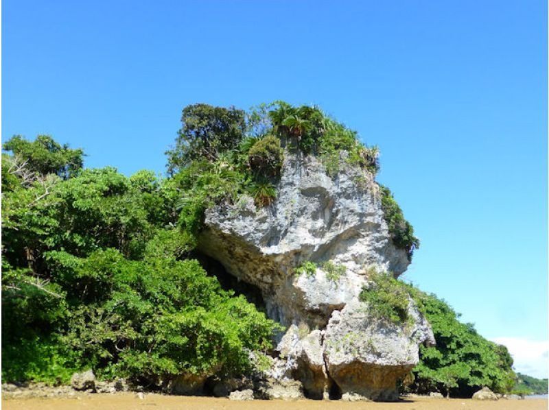 【沖縄・今帰仁】ネイチャーウォッチング マングローブカヤックツアー 2時間　干潮時はシオマネキやトビハゼ観察！ 満潮時は狭い水路に入れるかもの紹介画像