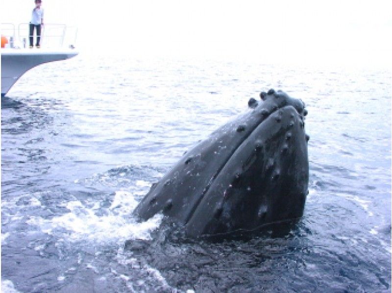 ตามคำขอ! Kerama 2 boat FUN dive ※ด้วยการเช่าอุปกรณ์, ผ้าเช็ดตัว, บริการรับส่ง, บริการปลาวาฬเดือนมกราคม - มีนาคมの紹介画像