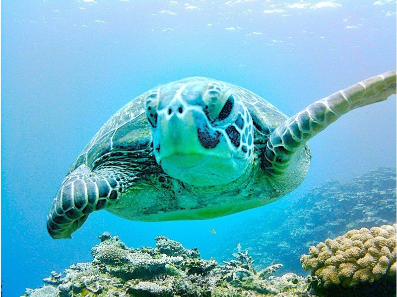 【沖縄・石垣島】青の洞窟とウミガメのシュノーケリング＋夕日と星空のSUP【お得なセット】の紹介画像