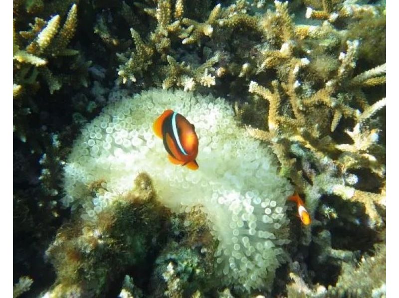 石垣島【お得なセット価格】青の洞窟アドベンチャー探検とウミガメシュノーケル＋絶景サンセットと満天の星空のSUP★写真・器材・保険無料！の紹介画像