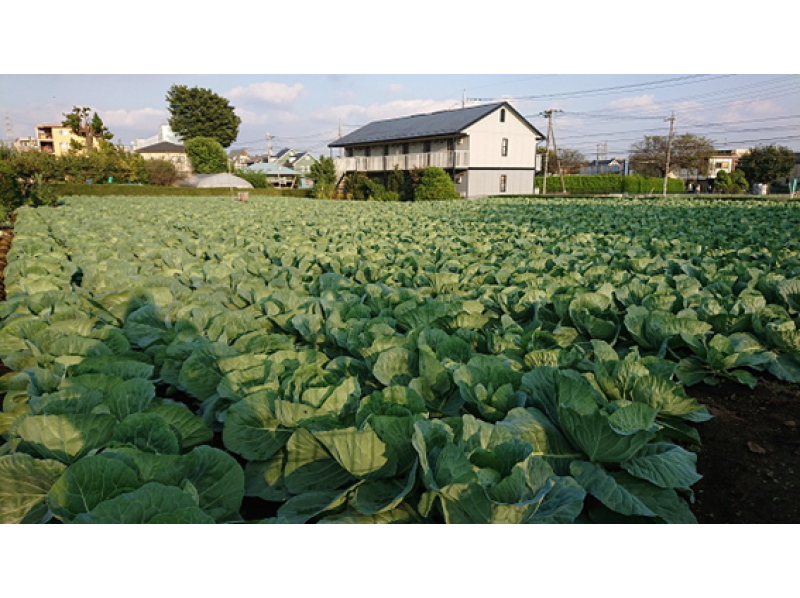 【オンライン東京ツアー】11/24（火）開催 先着20名「住宅街で新鮮野菜を収穫！？練馬の都市農業&クッキングツアー」＜受付終了＞の紹介画像