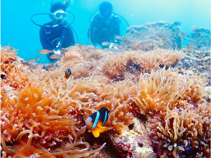 [Chiba] Spring sale is being held "Boat Diving in Chiba Boso" (2 dives) Small group size so those who need to collect their license can feel at ease!の紹介画像