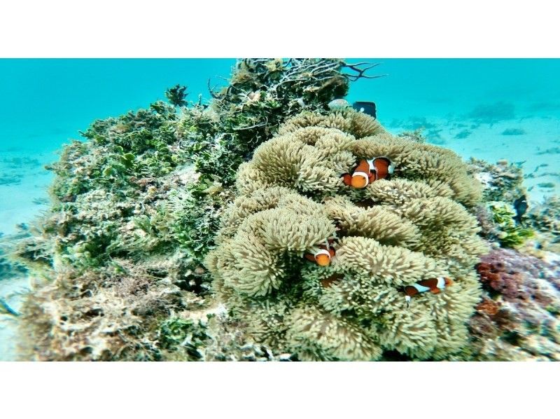 【リアル水族館】大人気‼クリアカヤックツアー★SNS映え間違い無し！ドローン撮影＆高画質写真データをその場で無料プレゼント☆の紹介画像