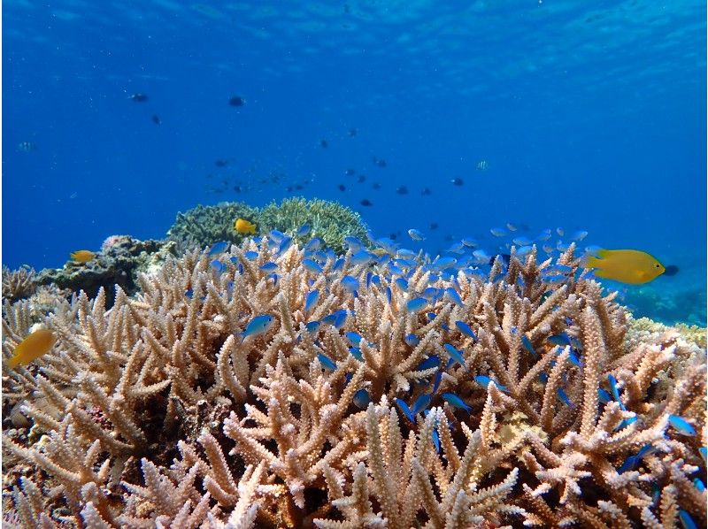 Characteristics and attractions of Kerama Islands National Park Snorkeling Kerama Blue Colorful tropical fish Coral reef Earthship Kerama