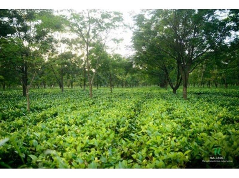 【オンライン】紅茶の達人Vasant（ワサント氏）によるインド紅茶セミナー ／プライベート / オンラインショッピングの紹介画像