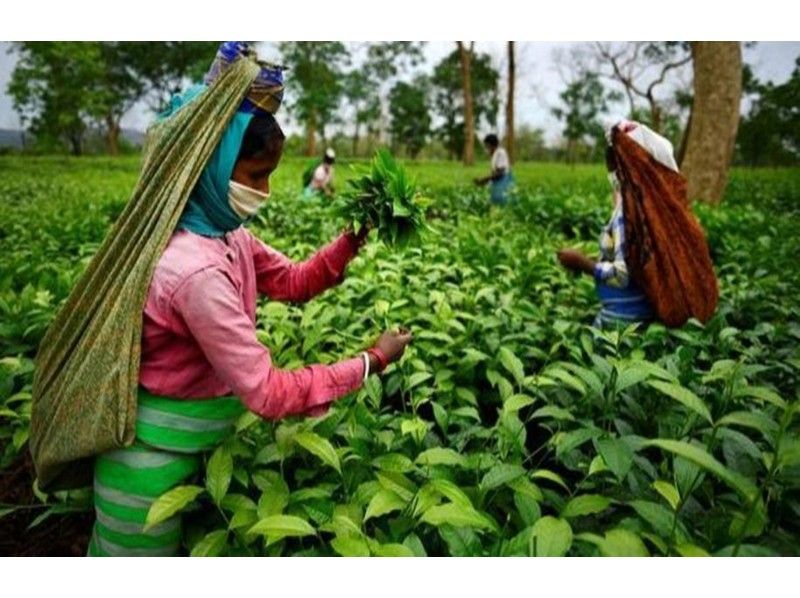 【オンライン】紅茶の達人Vasant（ワサント氏）によるインド紅茶セミナー ／プライベート / オンラインショッピングの紹介画像