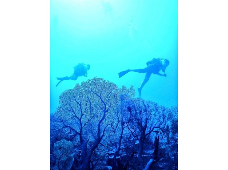 [โอกินาว่า เกาะอิริโอะโมะเตะ] ล่องเรือวัน ทัวร์ดำน้ำดูปะการัง Okuiriomote! มีคนจำนวนน้อย มีห้องโดยสาร และมีห้องอาบน้ำและห้องสุขาの紹介画像