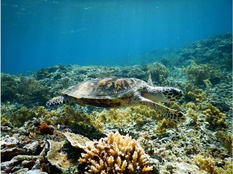 A sea turtle encountered during a tour organized by Nilaina Holidays