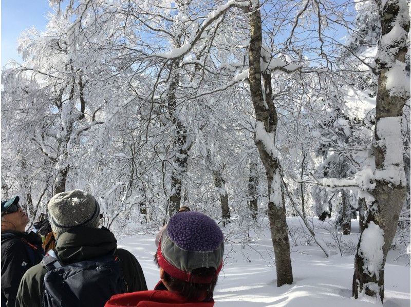 [จาก Kaminoyama Onsen จังหวัดยามากาตะ Zao Kogen Bodaira] ประสบการณ์กิจกรรมเดินหิมะ(Snowshoes) หิมะの紹介画像