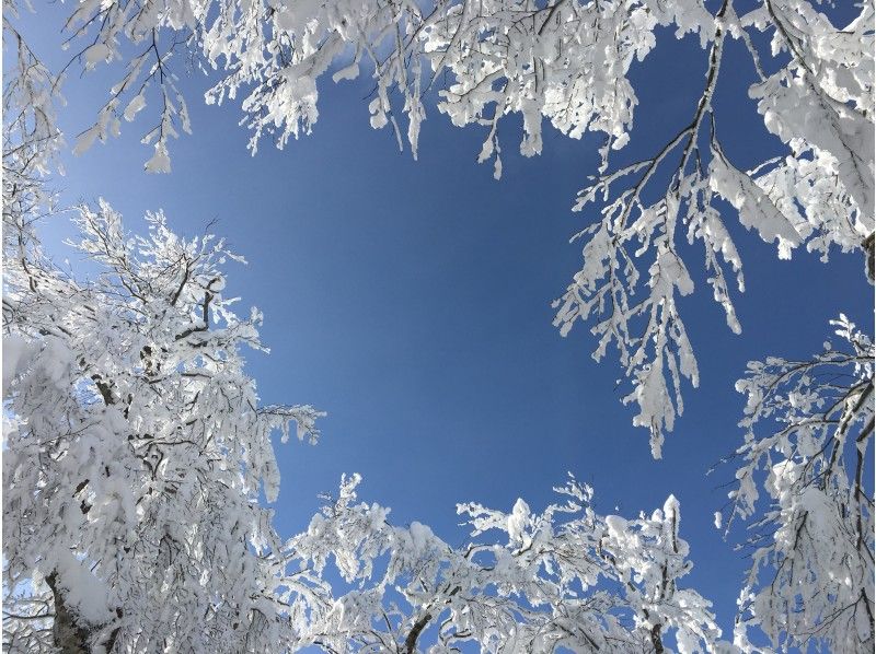 [จาก Kaminoyama Onsen จังหวัดยามากาตะ Zao Kogen Bodaira] ประสบการณ์กิจกรรมเดินหิมะ(Snowshoes) หิมะの紹介画像