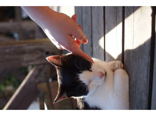 オンライン】猫好きのための、猫好きによる、宮城「田代島」ぷらり旅 