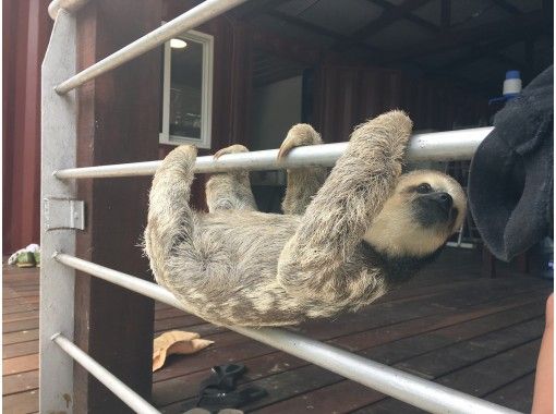 住みかを失う動物たちを助けよう スリナムのナマケモノリハビリセンター訪問ライブ配信ツアー ツアー代金の一部が保護センターに寄付されます アクティビティジャパン 住みかを失う動物たちを助けよう スリナムのナマケモノリハビリセンター訪問ライブ配信ツアー ツアー代金の一部が保護センターに寄付されます アクティビティジャパン