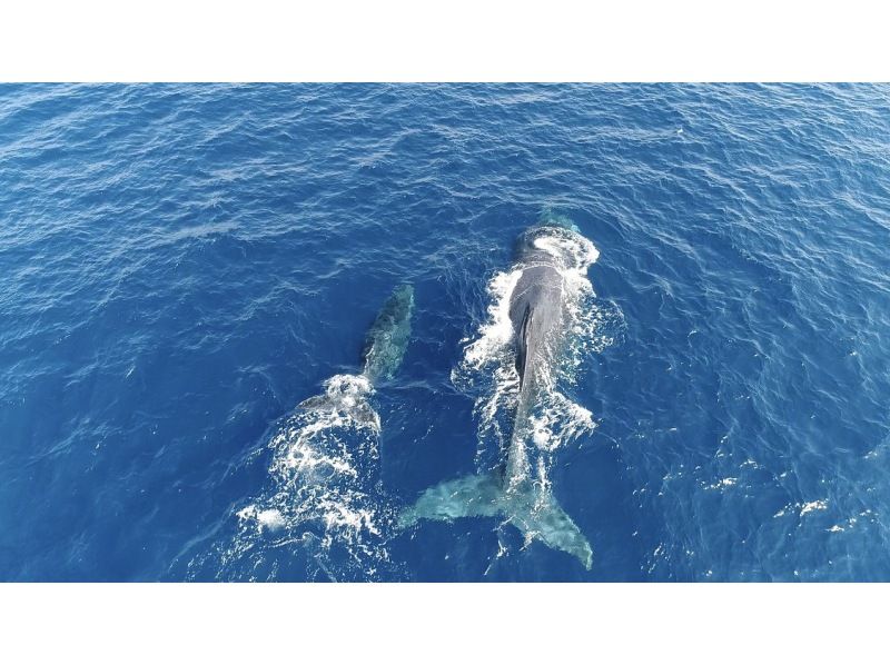 [Departing from Ginowan Whale Watching] Limited to 10 groups / Small group ★Full money back guarantee★の紹介画像