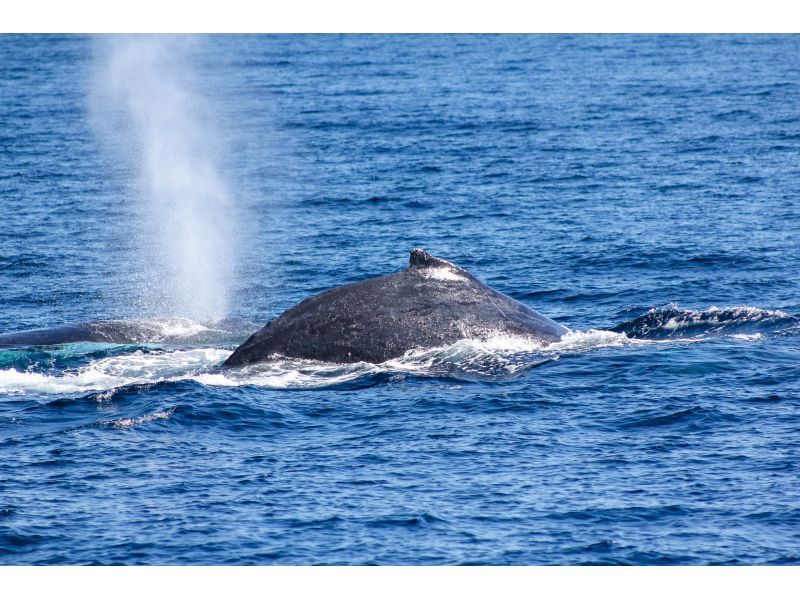 [Departing from Ginowan Whale Watching] Limited to 10 groups / Small group ★Full money back guarantee★の紹介画像